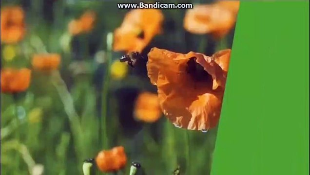 RTP Açores - Aprender em Casa 2020