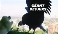 Ces condors s'aventurent en ville et traumatisent des caniches