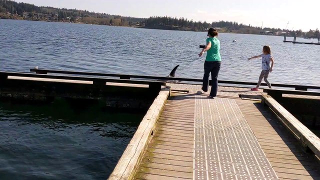 Orcas Frolic Within a Few Feet of Whale Watchers