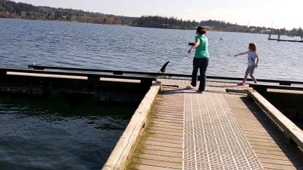 Orcas Frolic Within a Few Feet of Whale Watchers