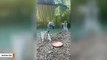Lemurs Meet A Peacock While Zoo Closed Amid Lockdown