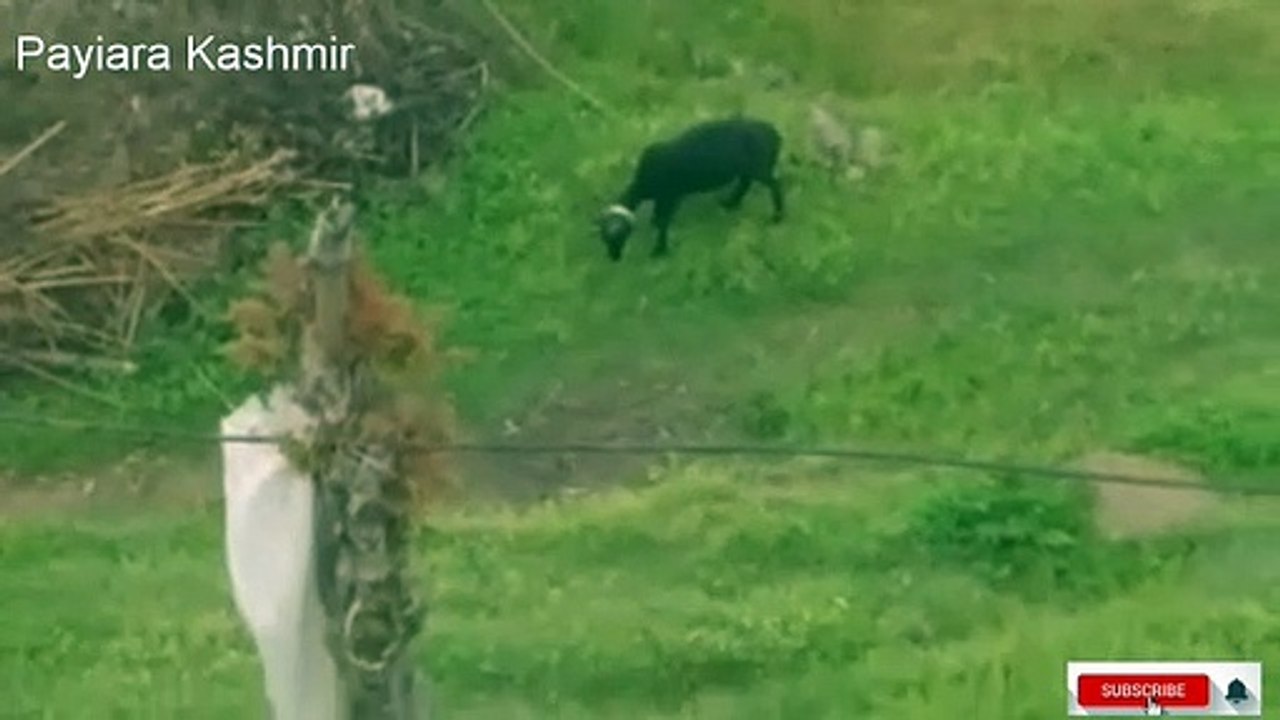 Beautiful valley cute animals