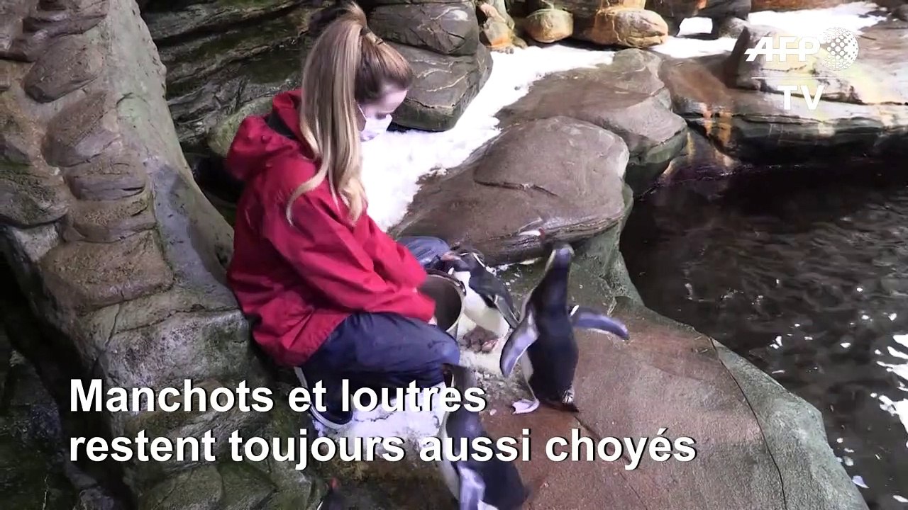Coronavirus: au parc Océanopolis de Brest, loutres et manchots choyés à huis clos