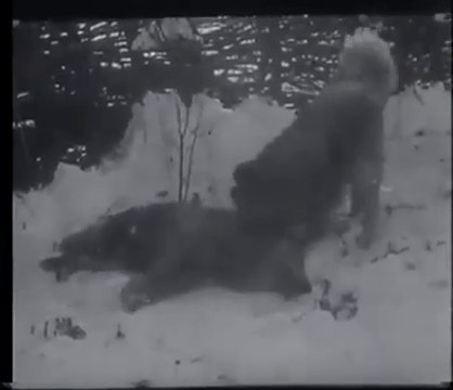 ESKiLERDEN KURT KOYUN ve KAFKAS COBAN KOPEGi VS - WOLF, SHEEP and CAUCASiAN SHEPHERD DOG VS