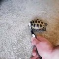 Danse d'une tortue contre une brosse à dents... et ça frotte !