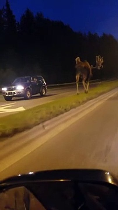 Un élan de 2 mètres de haut marche sur l'autoroute en Alaska !