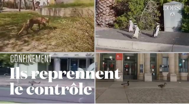 Les animaux s'emparent des centres-villes désertés par les humains confinés
