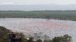 Thousands of flamingos spotted converging on lake in Mumbai