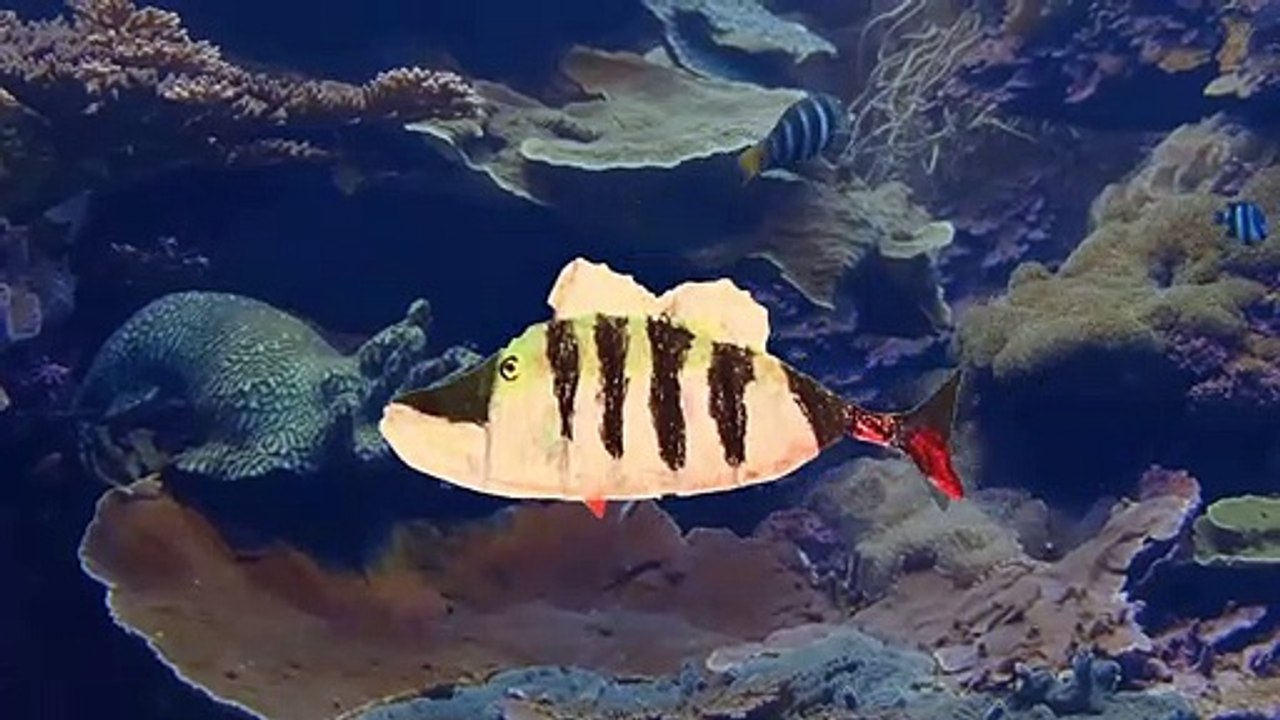 Poissons de la Seine