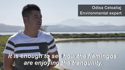 From Albania to India, flamingos flourish in virus lockdown