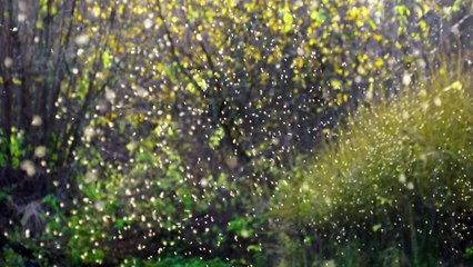 मच्छर काटना तो दूर पास तक नहीं आएंगे | मात्र 1 मिनट में भगाएँ | How to kill mosquitoes