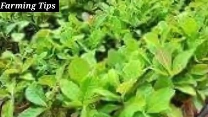 Sagwan tree farming in Pakistan __ Saguan a highly profitable crop __ Large but