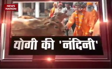 योगी की नंदनी: यूपी सीएम आदित्यनाथ की पालतू गाय