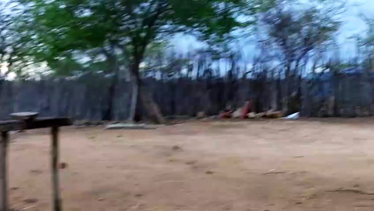 Cabra velha