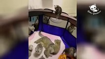 Gatos Graciosos - Los Mejores Videos de Gatos Chistosos #9