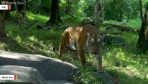 Coronavirus: Four More Tigers And Three Lions Test Positive At Bronx Zoo