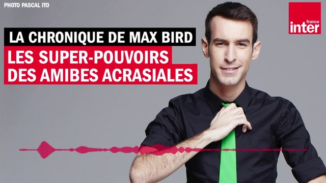 Les super-pouvoirs des amibes acrasiales - La chronique de Max Bird
