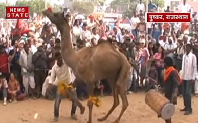 राजस्थान: पुष्कर में शुरू प्रसिद्ध हुआ ऊंट मेला