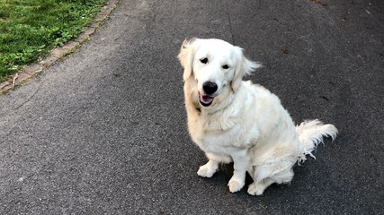 Le terrain de jeu d’Happy, avec étang, qui nécessite