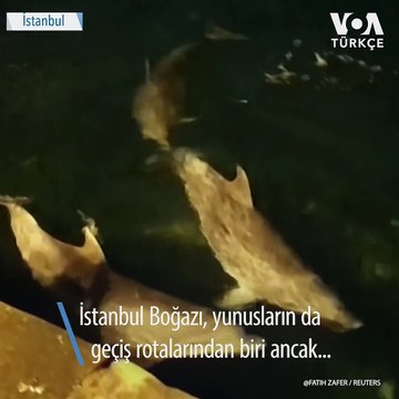 Yunuslar Ortaköy Sahilinde