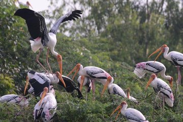 दिल्ली: चिड़ियाघर में बर्ड फ्लू की दस्तक