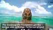 Captivating Turtle Cam Video Captures Life of a Sea Turtle