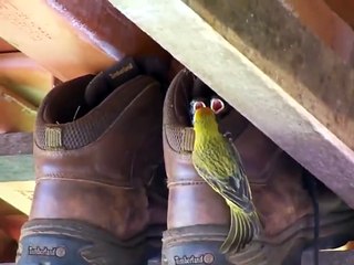 Ces oiseaux ont élu domicile dans un drôle d'endroit