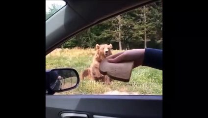 Quand tu joues au Frisbee avec une tranche de pain et un ours