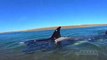 Il nage à marée basse avec 3 orques - costa Caleta Valdez