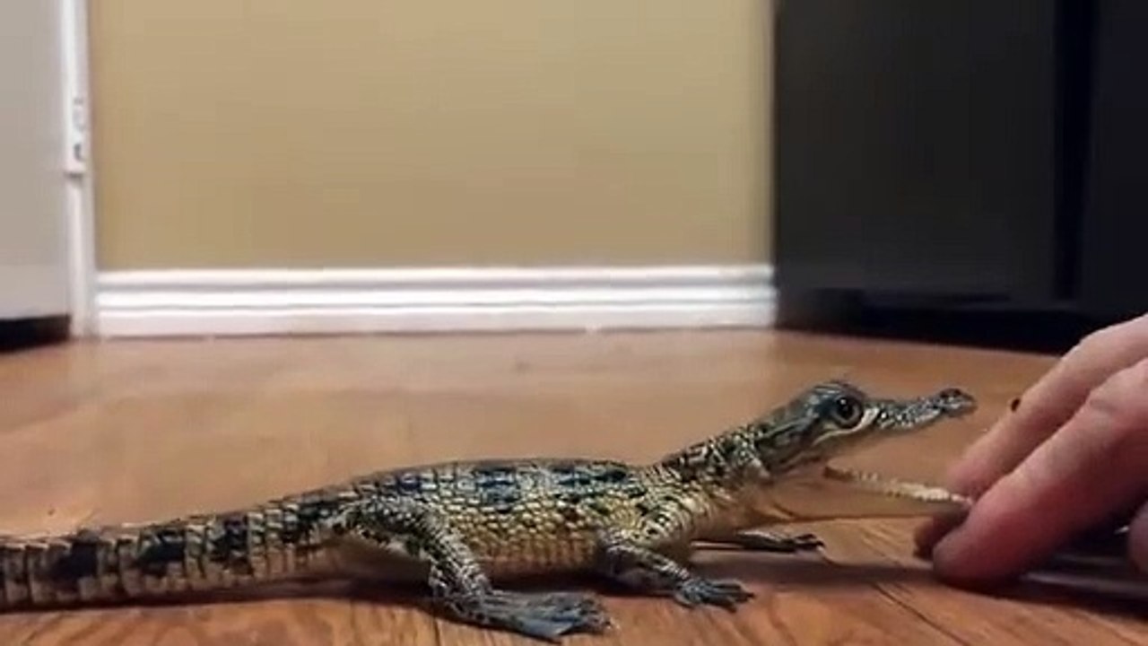 Ce bébé crocodile adore les calins