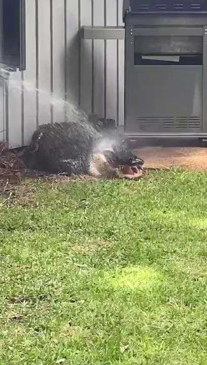 Il découvre un énorme alligator qui fait trempette dans son jardin