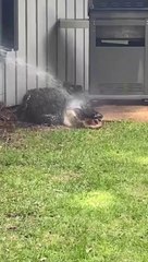 Il découvre un énorme alligator qui fait trempette dans son jardin