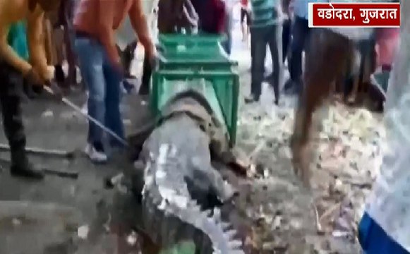गुजरात के रिहायशी इलाके में घुसा 13 फीट का मगरमच्छ, वन विभाग की टीम ने किया रेस्क्यू