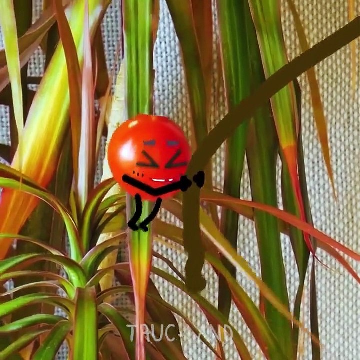 Les situations les plus ridicules avec les choses merveilleuses - TRUC-LAND