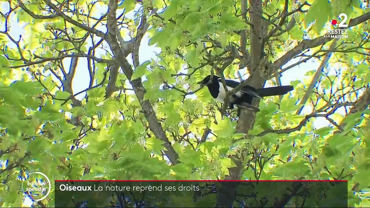 Oiseaux : avec le confinement, la nature reprend ses droits, même en ville