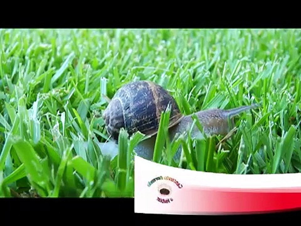 El Caracol quería sol Cantando Aprendo a Hablar