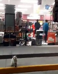 Gato faminto encaminha mulher até à secção de alimentos para gatos