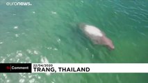 شاهد: تدفق العشرات من أبقار البحر على ساحل تايلاند وسط غياب السائحين