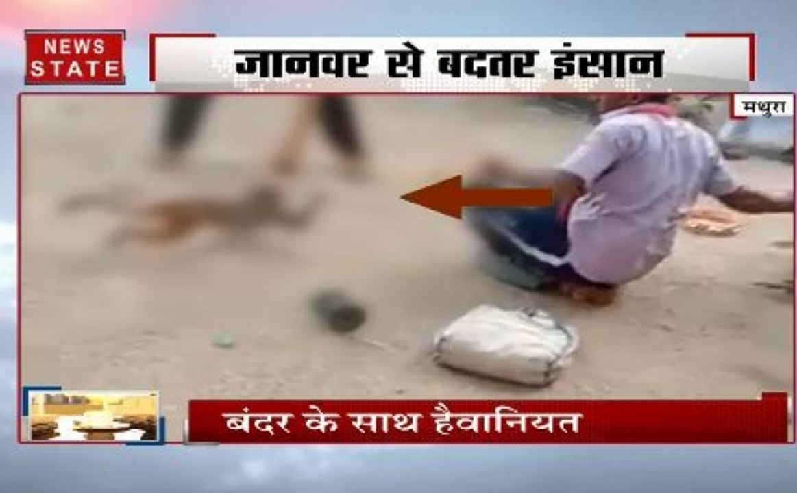 मथुरा में हैवानियत का मंजर, सिरफिरे शख्स ने बंदर को पटक-पटक कर मारा