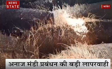 Chhattisgarh: देखिए कैसे संग्रहण केंद्र में सड़ गया धान, किसान की मेहनत पर हंसती सरकार