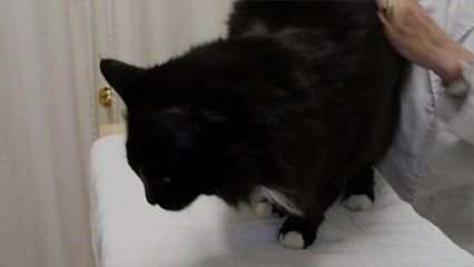 Two Pet Cats in New York Confirmed to Have Coronavirus