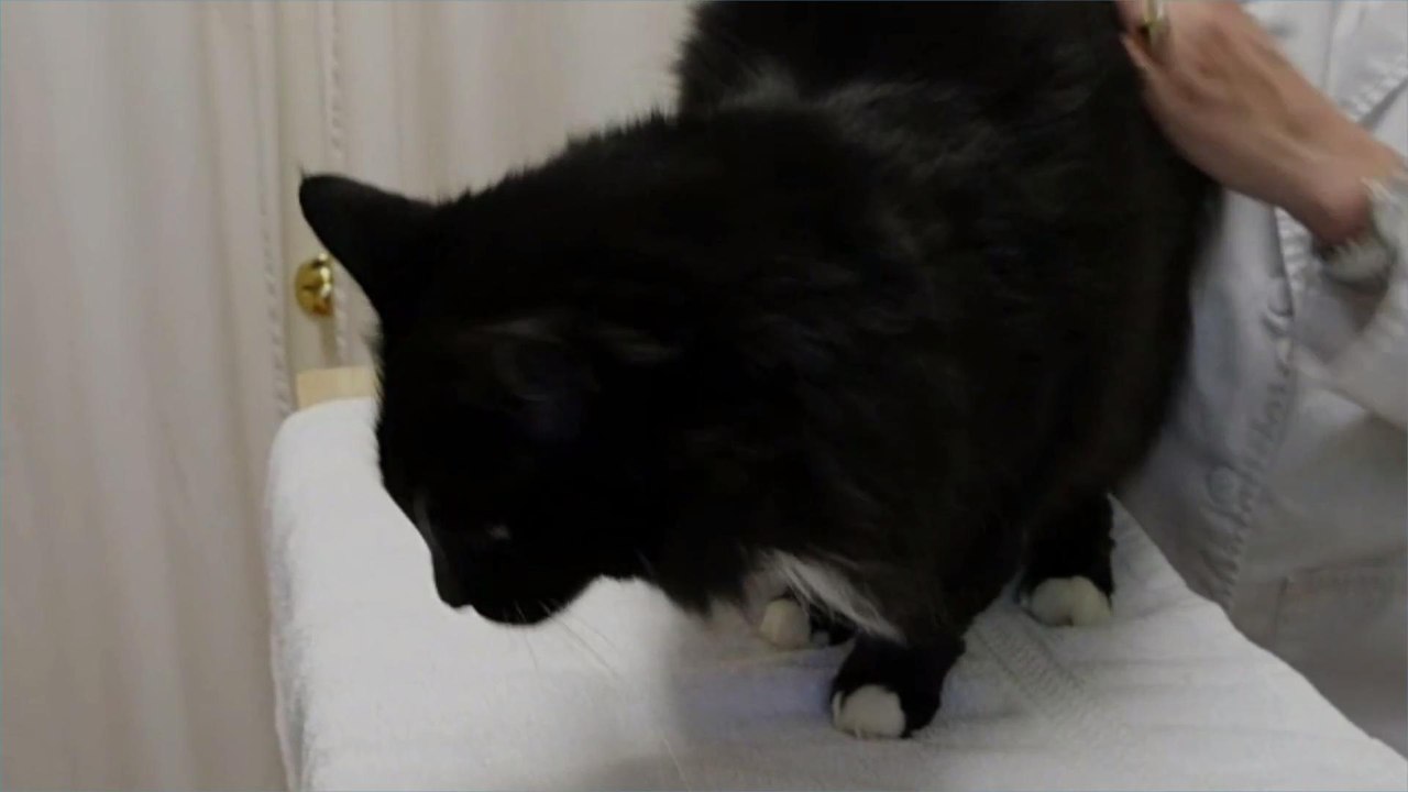 Two Pet Cats in New York Confirmed to Have Coronavirus