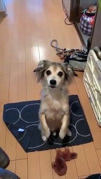 Sahibinin evden çıkacağını anlayınca üzüntüsü yüzüne yansıyan köpek..Oyuncağı bırakışına bakın :)