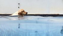 Watch the dog when he tried to swim what happened to him the last second...