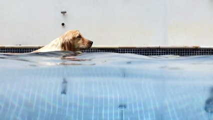 Watch the dog when he tried to swim what happened to him the last second...