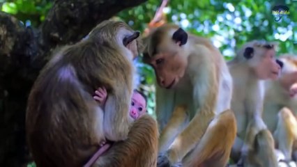 National Geographic - Italian Wildlife  - New Documentary HD