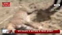 गाजीपुर में ग्रामीणों ने तेंदुए को पीट-पीट कर मार डाला