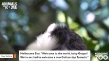Feast Your Senses With This Video Of Cotton-top Tamarin Baby