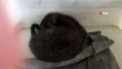 Köylüler tarafından bulunan yavru sansar koruma altına alındı