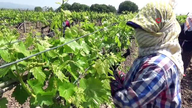 Asma yaprağı sezonu başladı